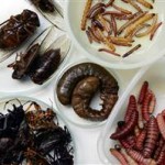 School lunches to include ‘authentic’ Mexican fare such as insects
