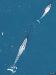 This young Blue Whale kitten will grow up in a hopefully better, Sperm Whale free ocean.