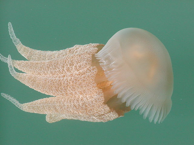 Masturbating Teen Dies After Jellyfish Attack Stop Masturbation Now